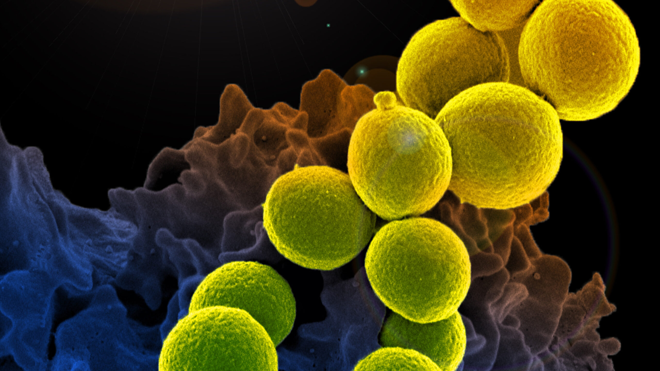 06-Staph