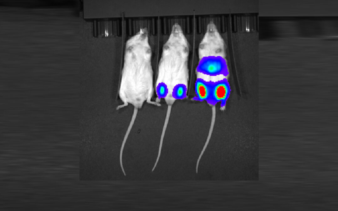 Preclinical Test