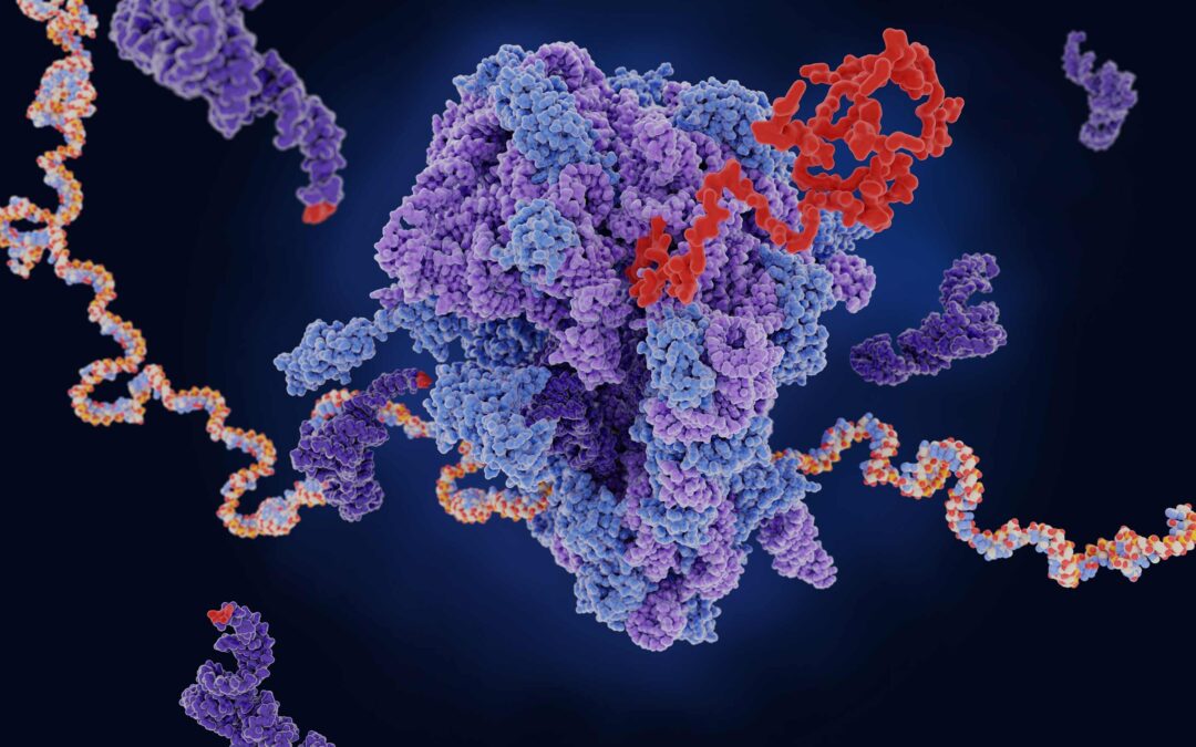 Unlocking translational resilience for mRNA vaccines by viral UTRs