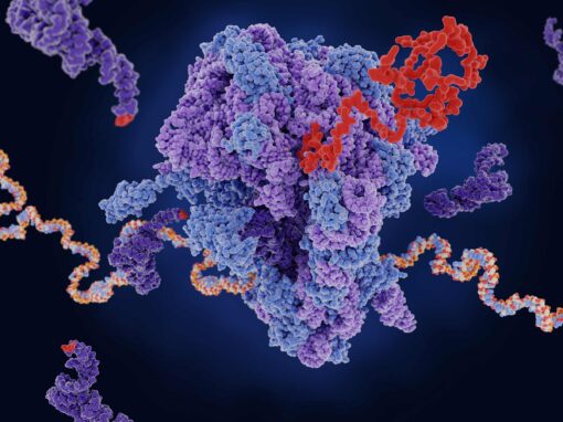 Unlocking translational resilience for mRNA vaccines by viral UTRs