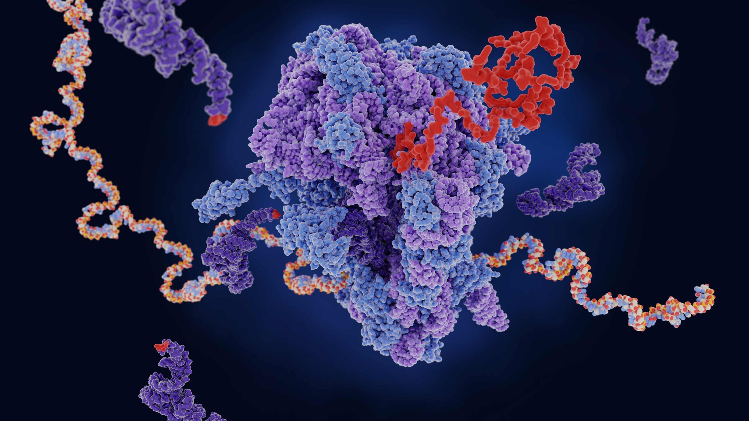 Unlocking translational resilience for mRNA vaccines by viral UTRs