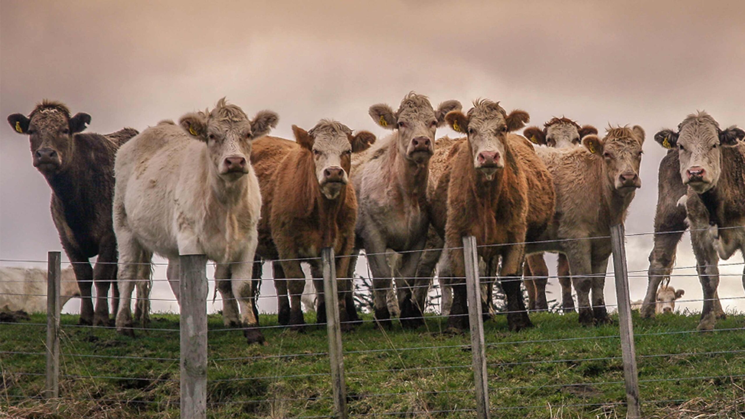 cow-pic-from-bsi