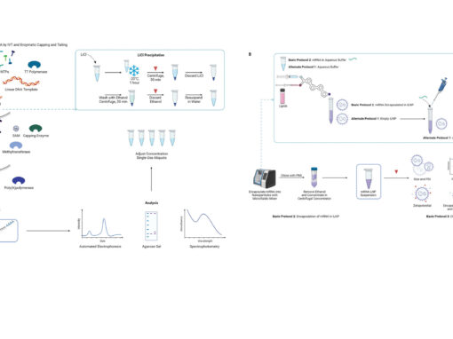 mRNA Synthesis and Encapsulation in Ionizable Lipid Nanoparticles mRNA Synthesis and Encapsulation in Ionizable Lipid Nanoparticles